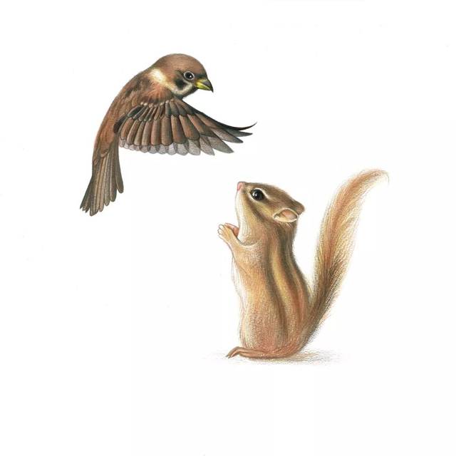 干货丨零基础也能画出可爱萌宠,彩铅实用技法一本搞定!