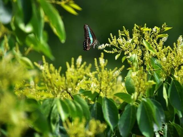 三亚亚龙湾热带天堂山花烂漫 榄仁花盛开花香四溢_手机搜狐网