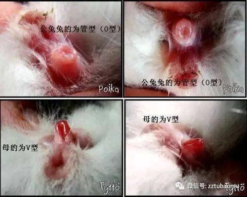 小时候公兔的睾丸隐藏在肚子里,大约3个月以后就慢慢降入阴囊