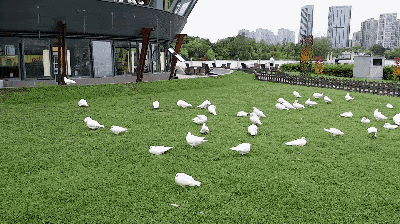 说到这里非常想@梁朝伟,不止布拉格广场喂鸽子,我们成都东湖公园的小"