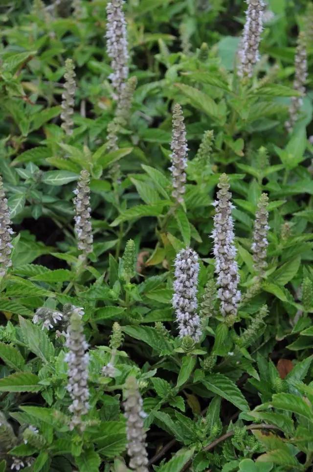 仙草/凉粉草(mesona chinensis)