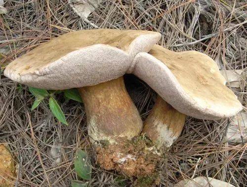 【健康科普】如何辨别野生菌(多图)