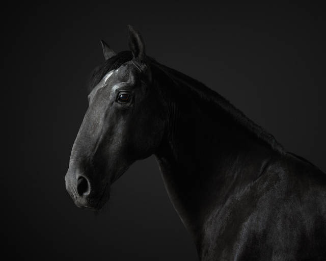 但要说最高贵和优雅,要属暗黑色系列的汗血宝马.