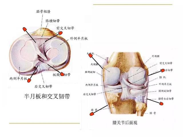 膝关节后面观图片