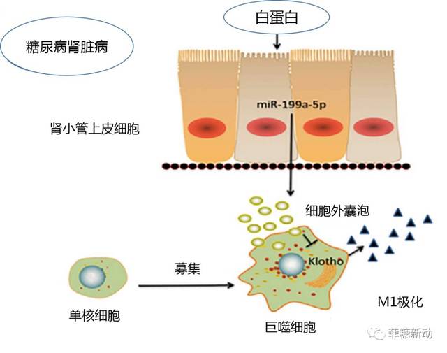 这其中还有巨噬细胞的故事_手机搜狐网