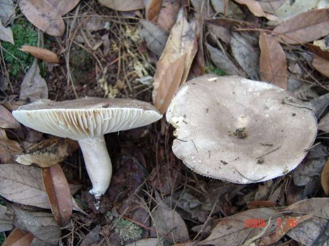 【健康科普】如何辨别野生菌(多图)