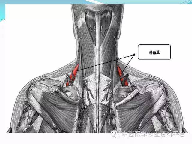 筋膜連接系統解剖—【人體深層筋膜連接】