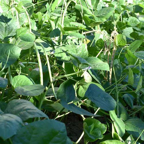 乌豇豆,满满的一碗回忆和乡愁