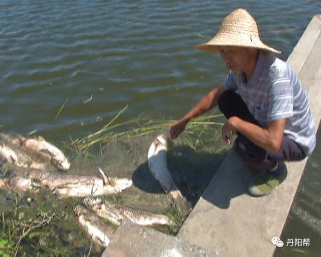 陵口某魚塘莫名死魚 損失誰來擔?