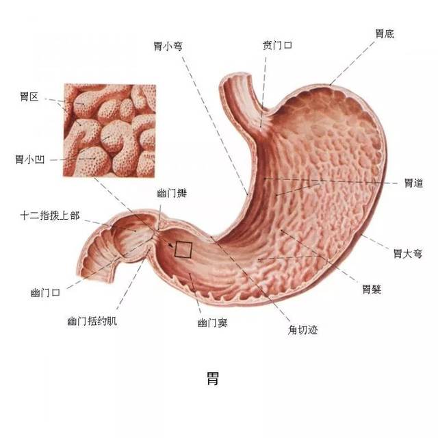 吃东西的时候食物从食管进入到胃部,然后再进入肠道