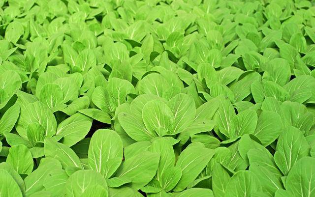 小白菜种植方法以及管理要点,这样种出来的小白菜叶嫩口感好
