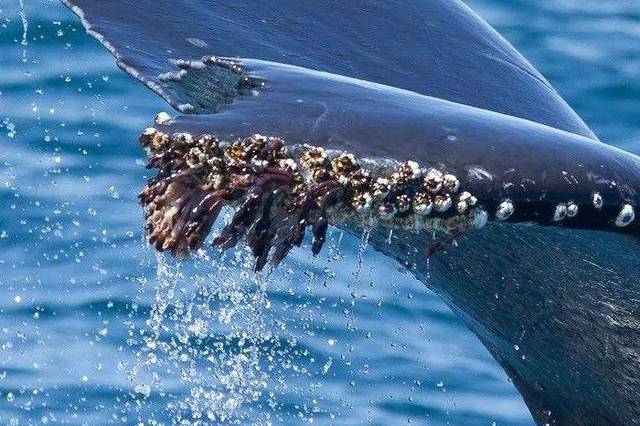 藤壶图片鲸鱼图片