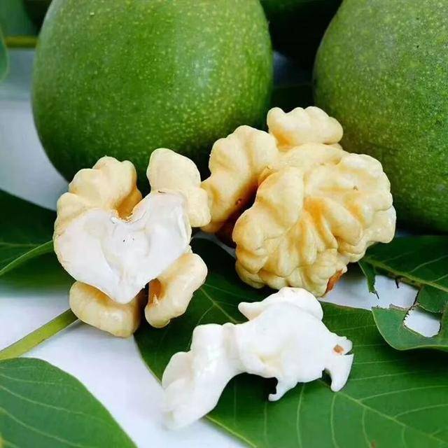 凤凰山采摘季│青皮核桃 无花果,不可辜负的甜蜜诱惑