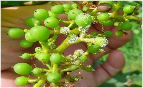 葡萄霜霉病_手机搜狐网