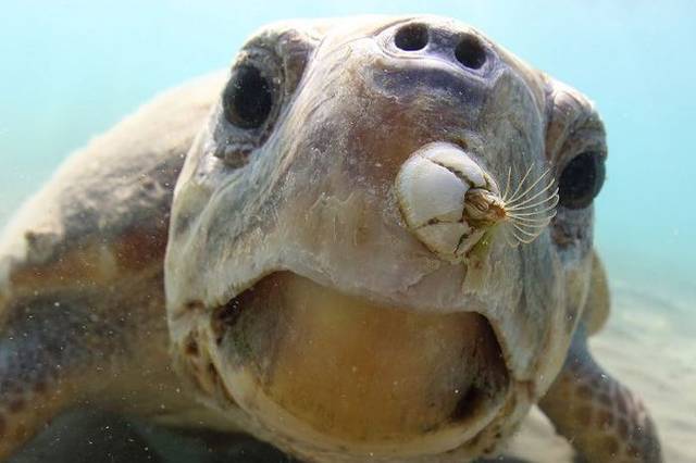 鲸鱼身上的牛皮癣藤壶,甩都甩不掉,网友:好想