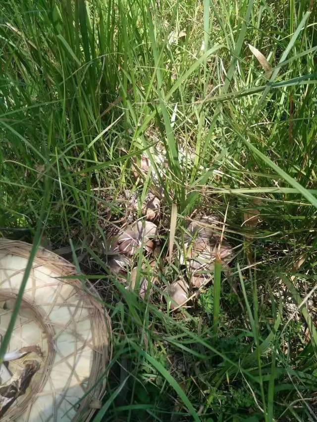 会泽这个小伙子笑了,捡了这么大一窝鸡枞!