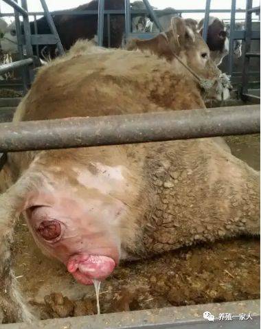 牛阴道脱出的病因症状及其治疗方法