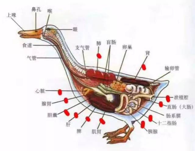 解剖视频作为一名肉鸭养殖者,需求学会快速断定鸭病,进行及时医治减少
