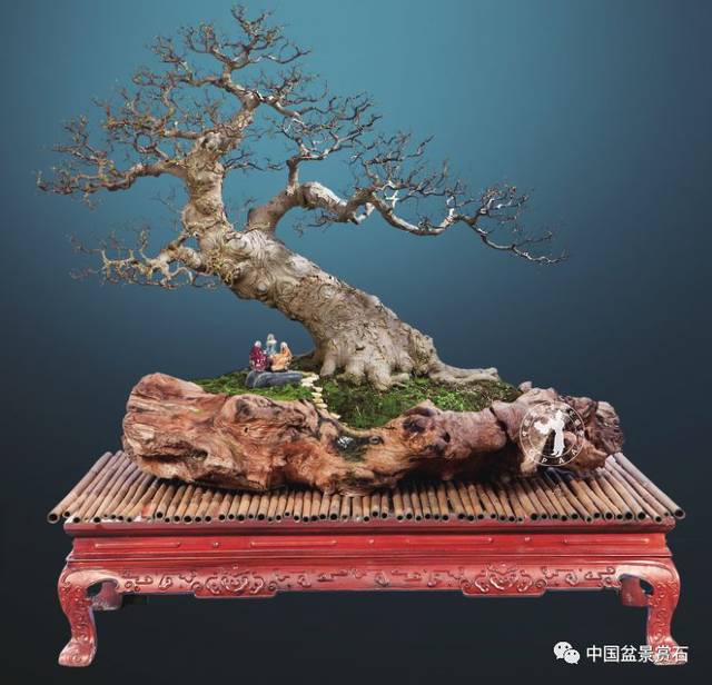 朴树盆景的制作与养护