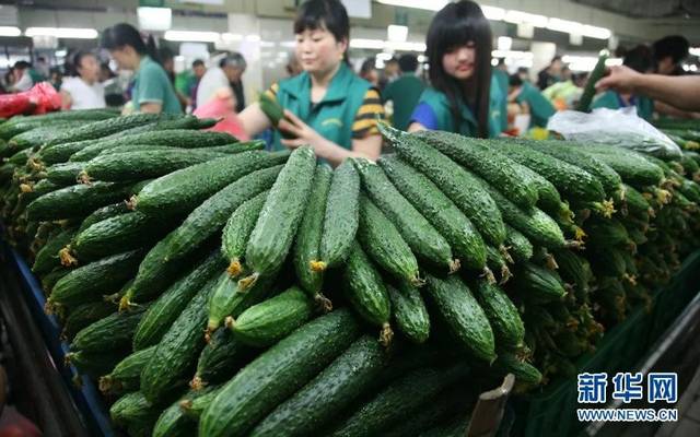 高温天黄瓜价格"跳跃性"上涨