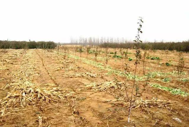 當前一些地區80年代栽植的蘋果園由於沿用傳統管理技術及模式,目前