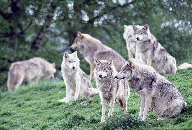 狗狗经常学狼叫?铲屎官不必担心,只是天性使然