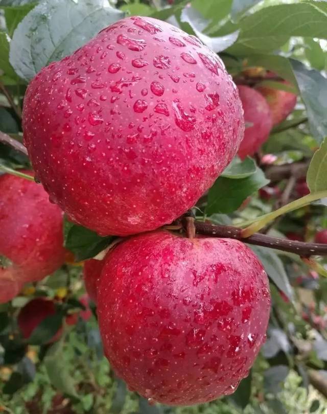 宽广超市品质推荐嘎嘣脆的华硕苹果来啦那一抹红色口水都要流出来了