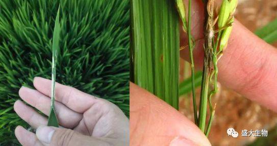 水稻破口期田间关键管理技术