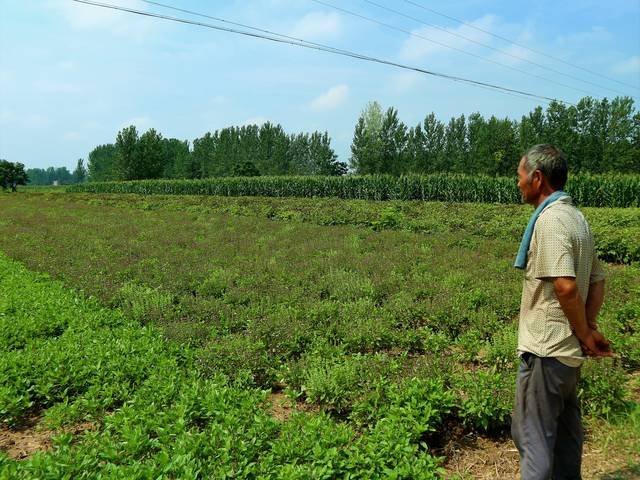 农民种植一种农作物,家人极力反对,5亩收入10万元,村民们羡慕