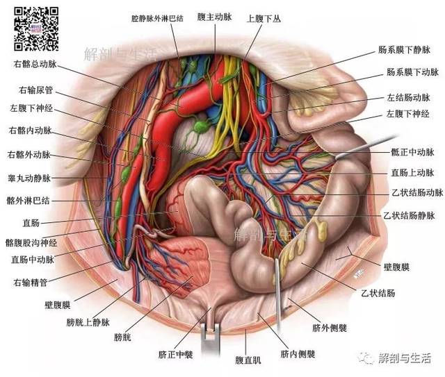 膀胱血管解剖图图片