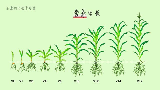 玉米的一生你了解吗?带你揭秘玉米营养,生殖生长
