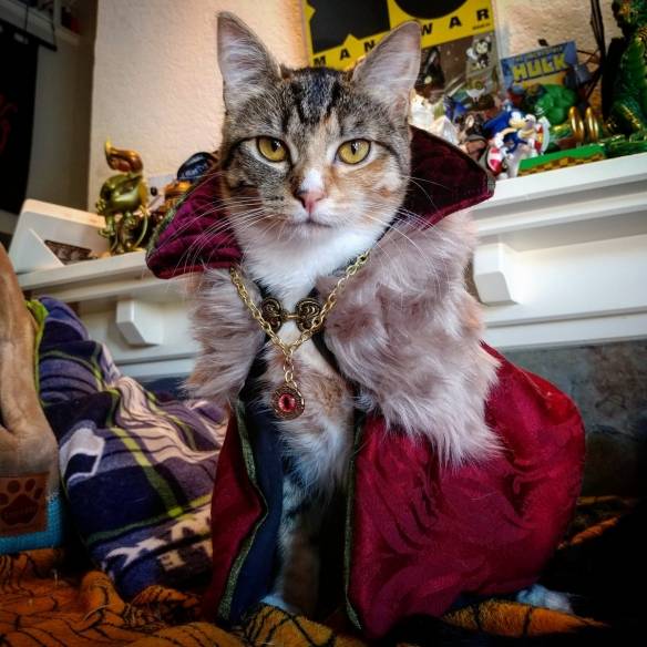 猫咪也玩cosplay!超级萌的猫咪coser扮演各种角色让人心都化了!