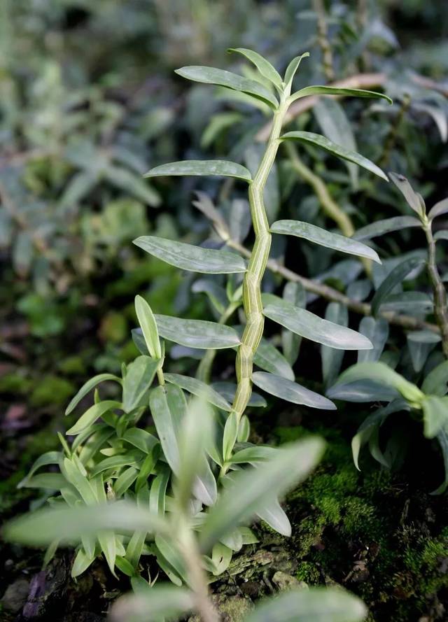 中国顶级仙草排行榜_手机搜狐网