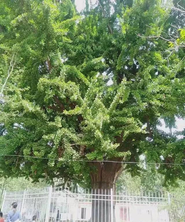 【痛心】南阳千年银杏树被狂风劈折