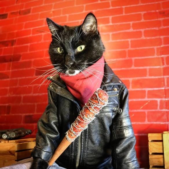 猫咪也玩cosplay!超级萌的猫咪coser扮演各种角色让人心都化了!