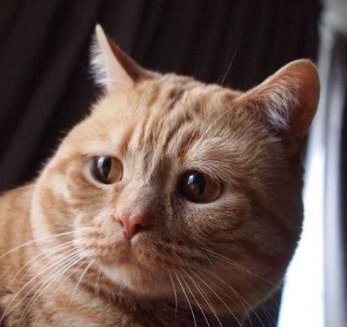 猫咪眼神空洞总是一副忧郁的样子不知道的还以为是谁欺负了它