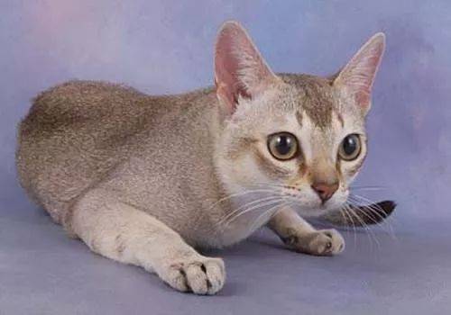 新加坡猫,顾名思义就是来自于新加坡的一种猫咪品种,它们还有一个特别