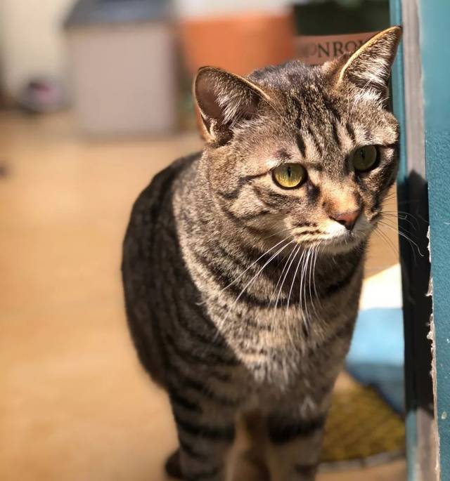 爱上一只猫,而它心里住了匹野马