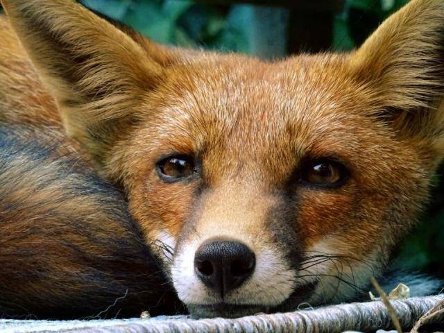 狡猾的狐狸突然闯进花园,整天蹭吃蹭喝不说,一有事就来寻求帮助