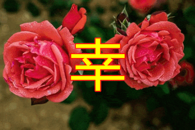 639_426gif 动态图 动图