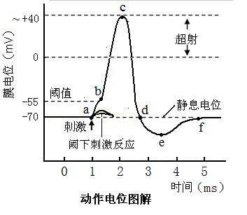 静息电位曲线图图片