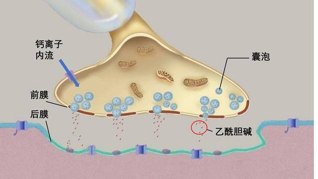 终板膜图片