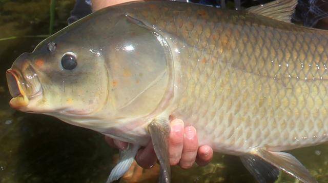 原创112岁高龄!世界上最长寿的淡水鱼,如今这个种群却遭到无情射杀
