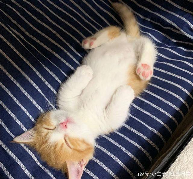 小奶猫睡姿"不一般",四脚朝天睡的香,跟个小娃娃似的