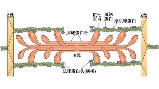 肌管系统结构图片