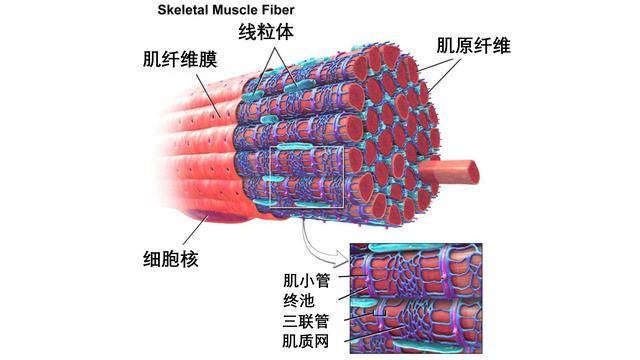 肌纤维组成示意图图片