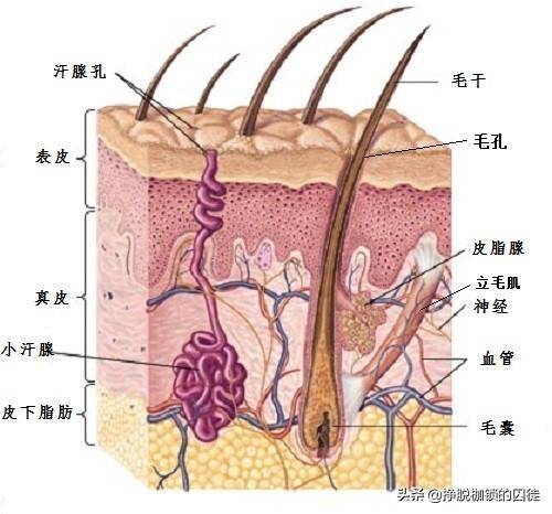 汗腺导管图片