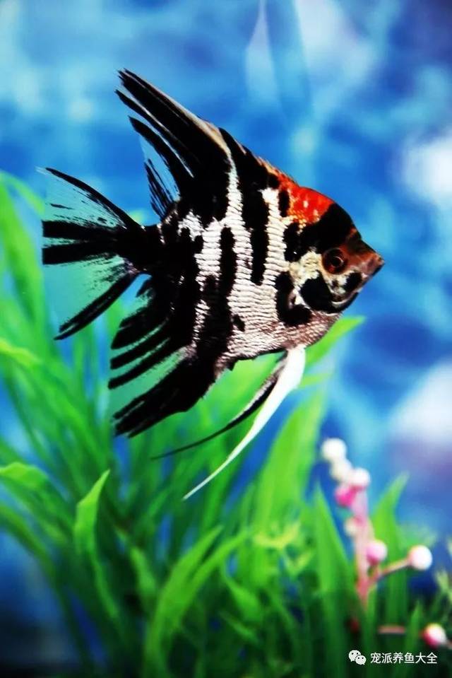 每日一鱼 | 鸳鸯神仙:前半身银白,后半身全黑色…_手机搜狐网