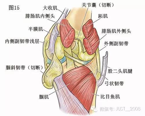 膝关节后面观图片