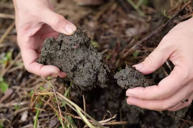 如何判断土壤肥力和酸碱性?不花一分钱,方法很管用